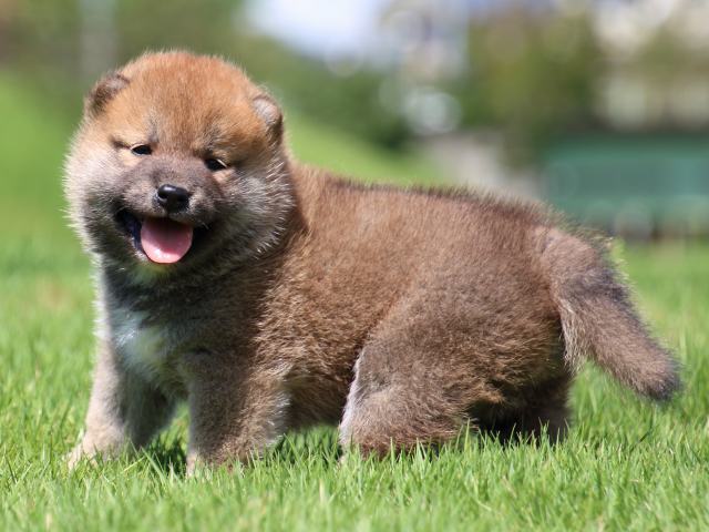 IMG_1235-shiba-puppy IMG_1235-shiba-puppy