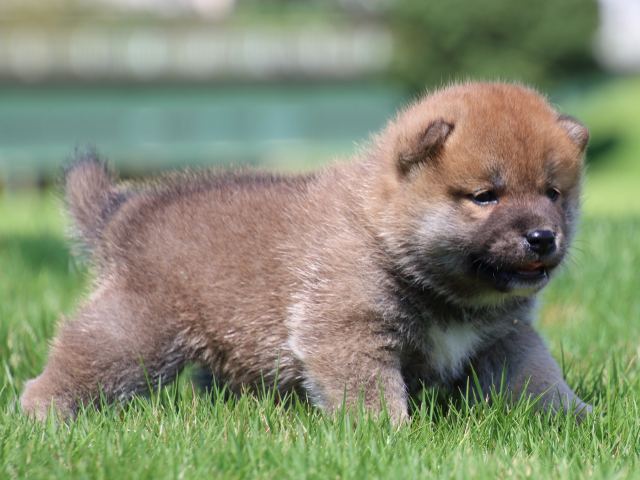 IMG_1246-shiba-puppy IMG_1246-shiba-puppy