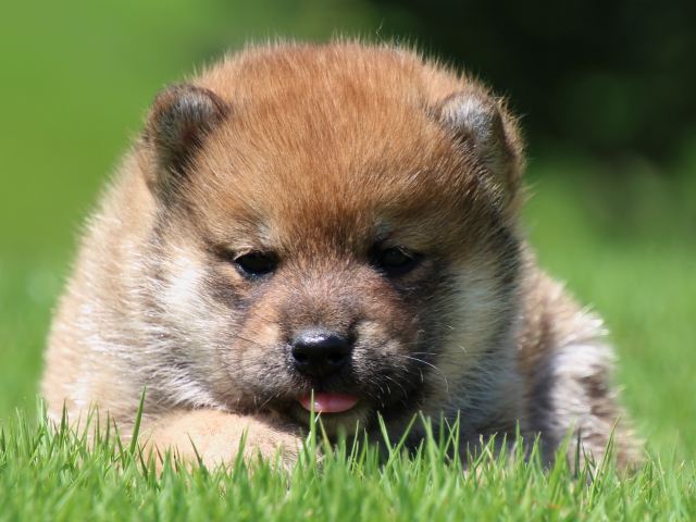 IMG_1255-shiba-puppy IMG_1255-shiba-puppy