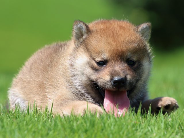 IMG_1272-shiba-puppy IMG_1272-shiba-puppy