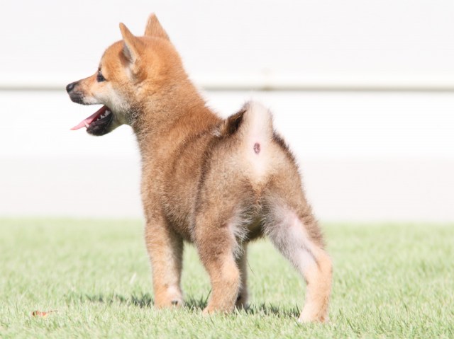 IMG_1299-shiba-puppy