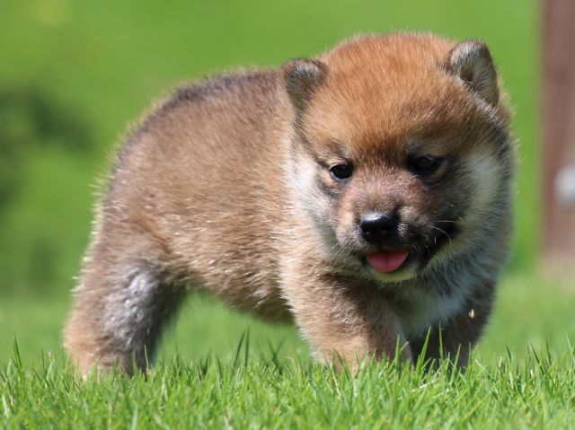 IMG_1306-shiba-puppy IMG_1306-shiba-puppy