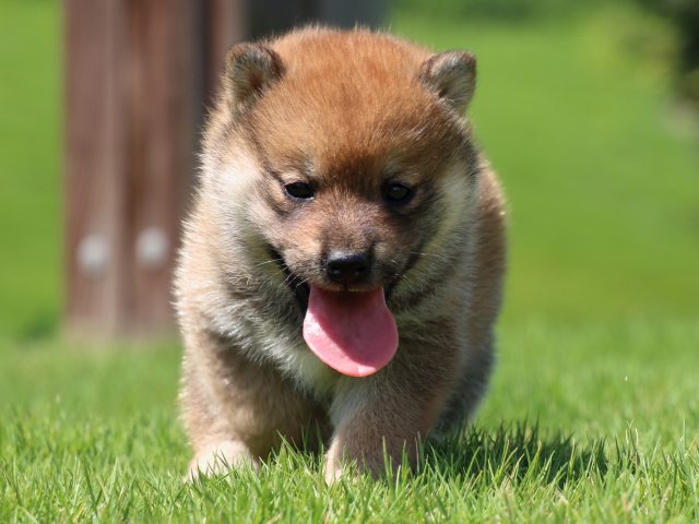 IMG_1308-shiba-puppy IMG_1308-shiba-puppy
