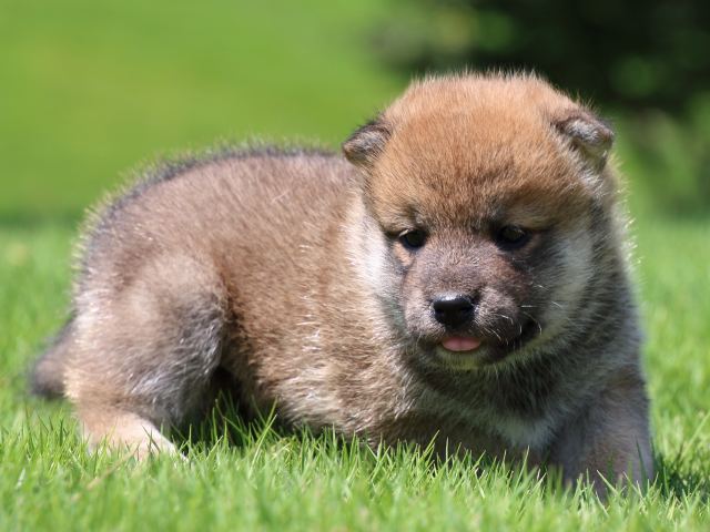 IMG_1323-shiba-puppy IMG_1323-shiba-puppy