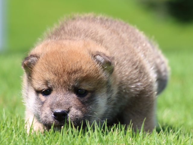 IMG_1326-shiba-puppy IMG_1326-shiba-puppy