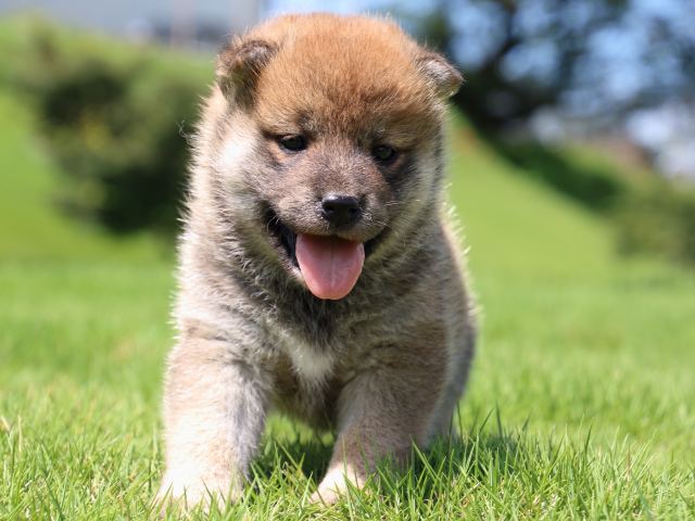 IMG_1339-shiba-puppy IMG_1339-shiba-puppy