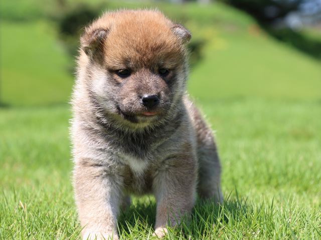 IMG_1340-shiba-puppy IMG_1340-shiba-puppy