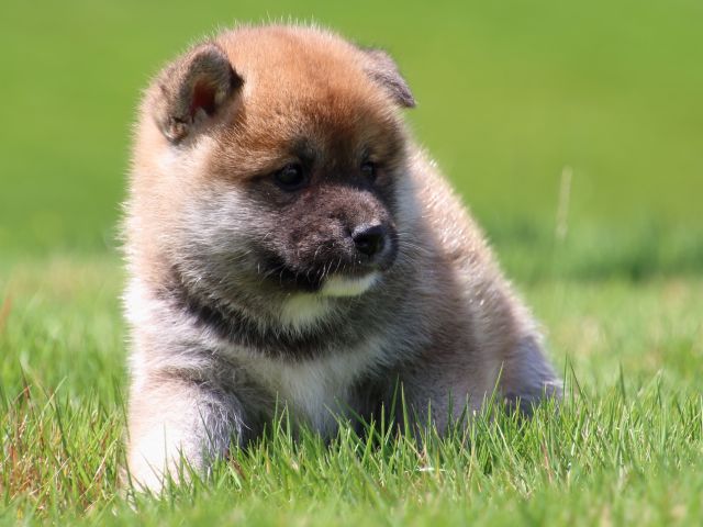 IMG_1351-shiba-puppy IMG_1351-shiba-puppy