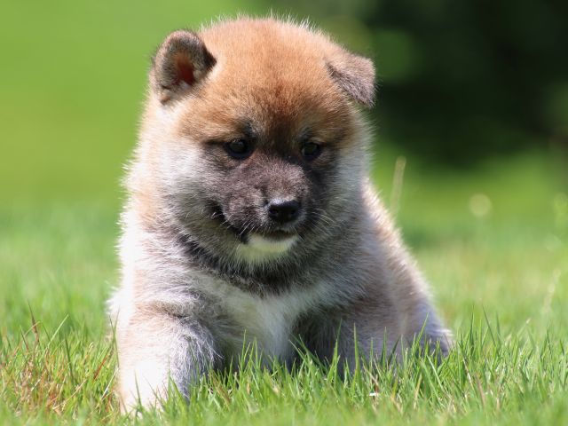 IMG_1359-shiba-puppy IMG_1359-shiba-puppy