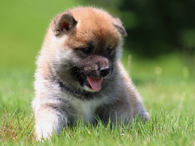 IMG_1361-shiba-puppy IMG_1361-shiba-puppy