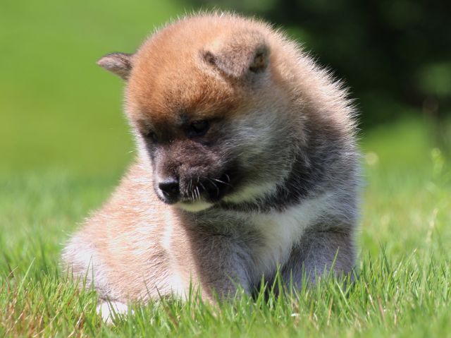 IMG_1383-shiba-puppy IMG_1383-shiba-puppy