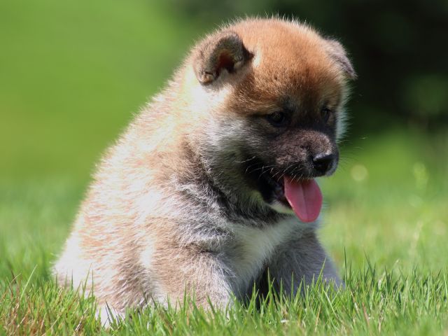 IMG_1384-shiba-puppy IMG_1384-shiba-puppy