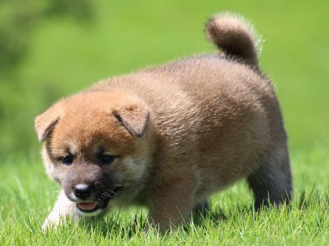 IMG_1406-shiba-puppy IMG_1406-shiba-puppy