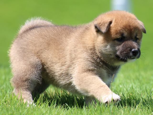 IMG_1410-shiba-puppy IMG_1410-shiba-puppy