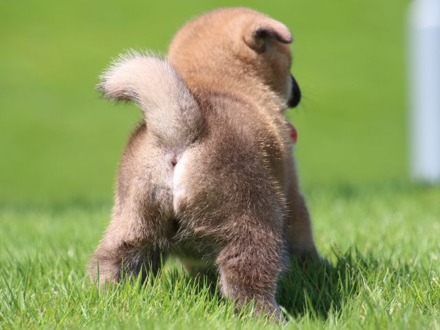 IMG_1415-shiba-puppy IMG_1415-shiba-puppy