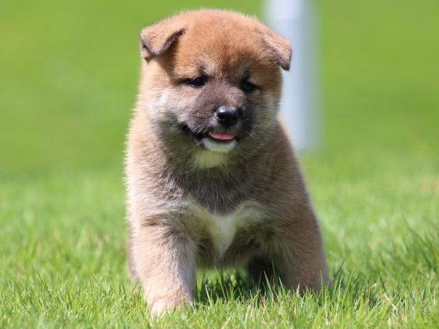 IMG_1422-shiba-puppy IMG_1422-shiba-puppy