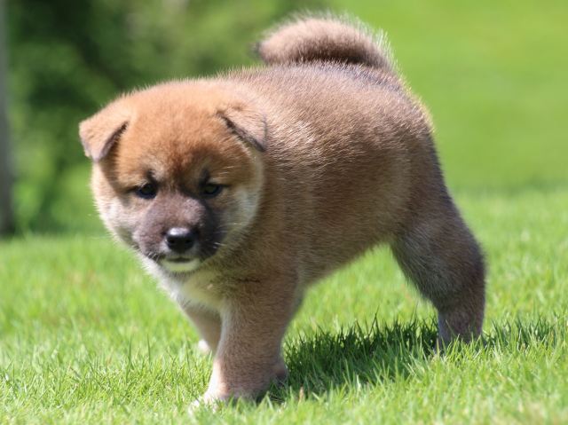 IMG_1426-shiba-puppy IMG_1426-shiba-puppy