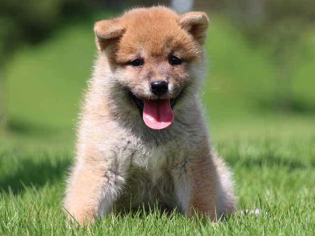IMG_1441-shiba-puppy IMG_1441-shiba-puppy