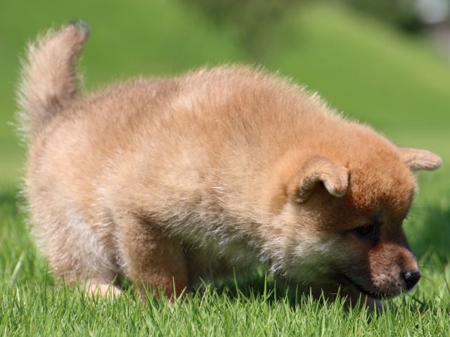 IMG_1460-shiba-puppy IMG_1460-shiba-puppy