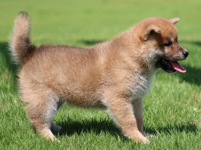 IMG_1472-shiba-puppy IMG_1472-shiba-puppy