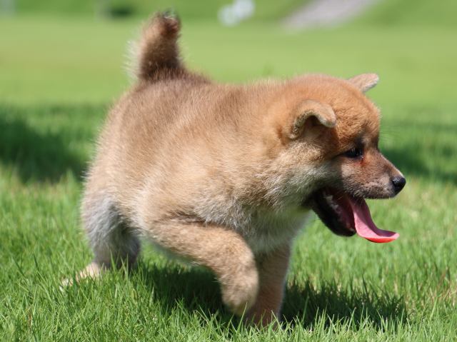 IMG_1491-shiba-puppy IMG_1491-shiba-puppy