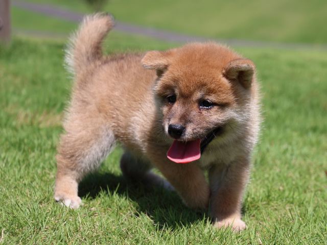 IMG_1507-shiba-puppy IMG_1507-shiba-puppy