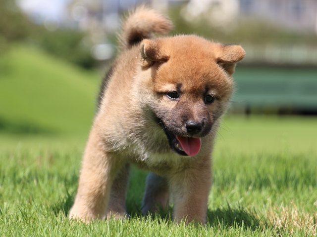 IMG_1515-shiba-puppy IMG_1515-shiba-puppy