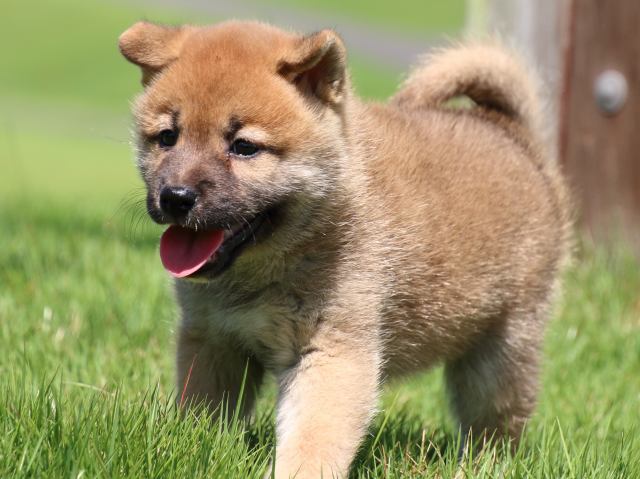 IMG_1543-shiba-puppy IMG_1543-shiba-puppy