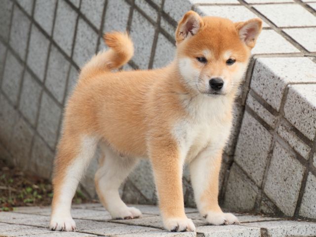 IMG_1544-shiba-puppy IMG_1544-shiba-puppy