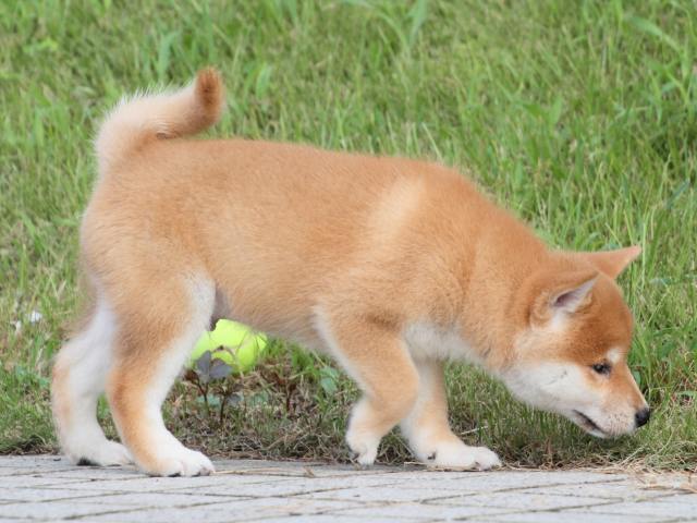 IMG_1575-shiba-puppy IMG_1575-shiba-puppy