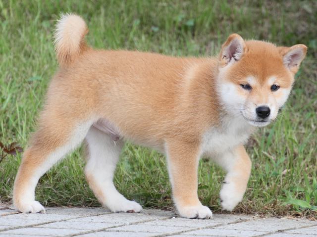 IMG_1583-shiba-puppy IMG_1583-shiba-puppy