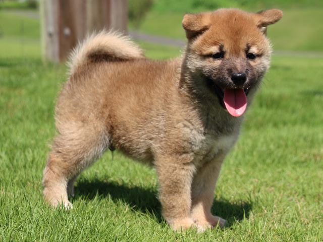 IMG_1592-shiba-puppy IMG_1592-shiba-puppy
