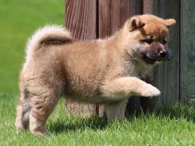 IMG_1593-shiba-puppy IMG_1593-shiba-puppy