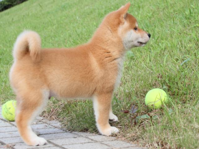IMG_1609-shiba-puppy IMG_1609-shiba-puppy