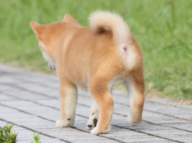 IMG_1625-shiba-puppy IMG_1625-shiba-puppy