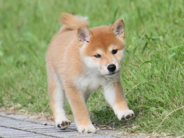 IMG_1644-shiba-puppy IMG_1644-shiba-puppy
