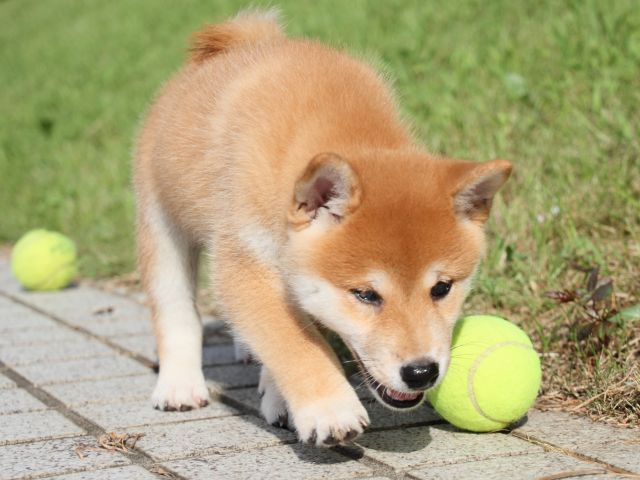 IMG_1680-shiba-puppy IMG_1680-shiba-puppy