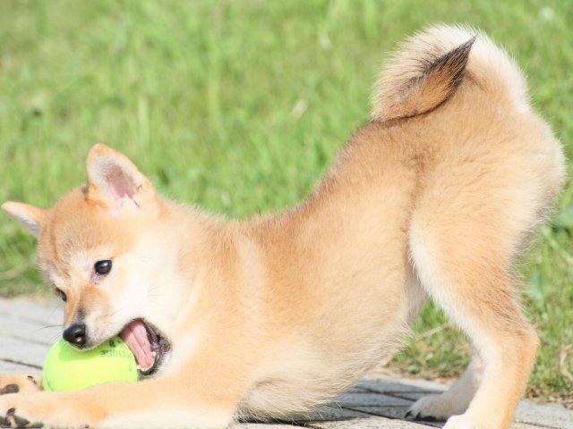 IMG_1801-shiba-puppy