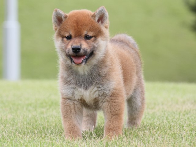 IMG_1887-shiba-puppy IMG_1887-shiba-puppy