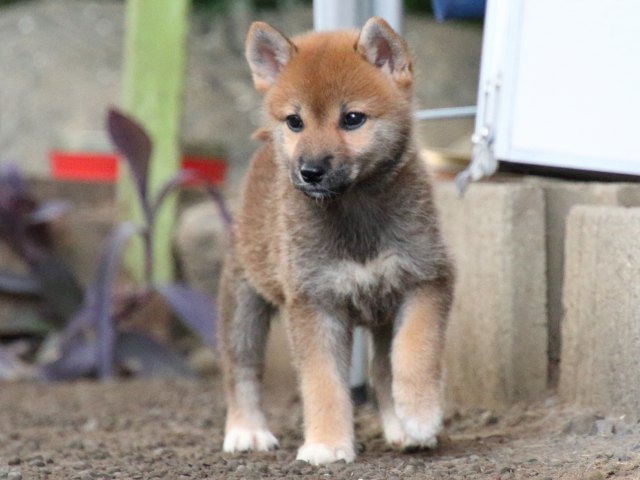 IMG_1901-shiba-puppy IMG_1901-shiba-puppy