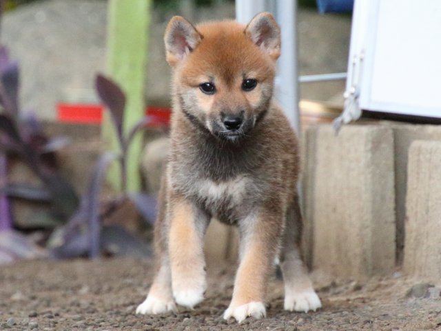 IMG_1903-shiba-puppy IMG_1903-shiba-puppy