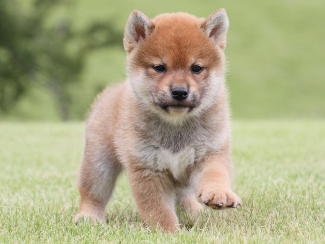 IMG_1907-shiba-puppy IMG_1907-shiba-puppy