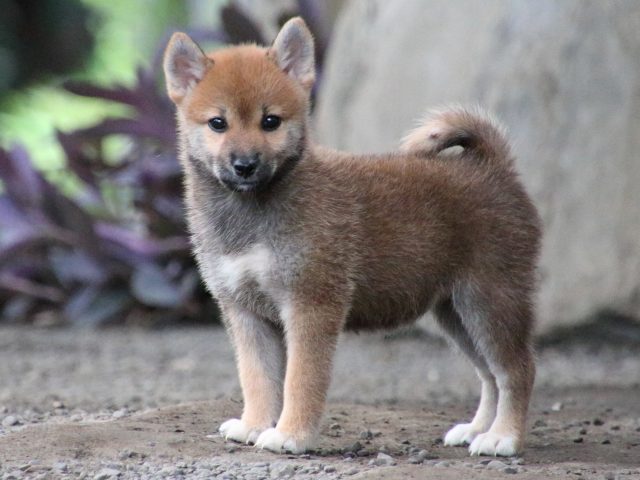 IMG_1915-shiba-puppy IMG_1915-shiba-puppy