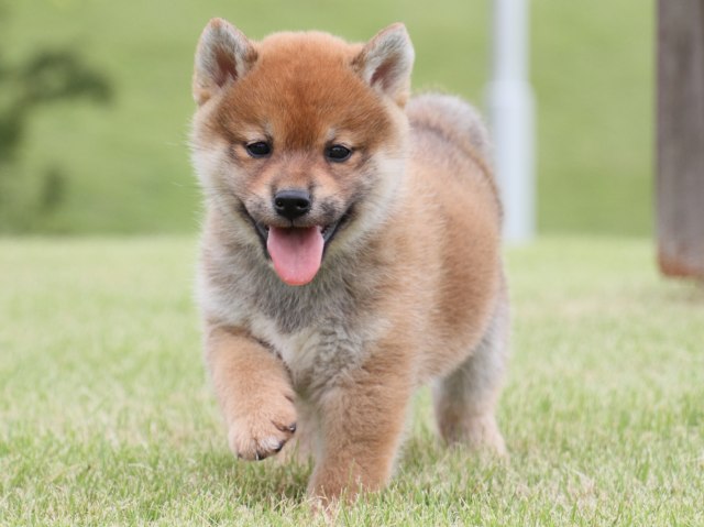 IMG_1916-shiba-puppy IMG_1916-shiba-puppy