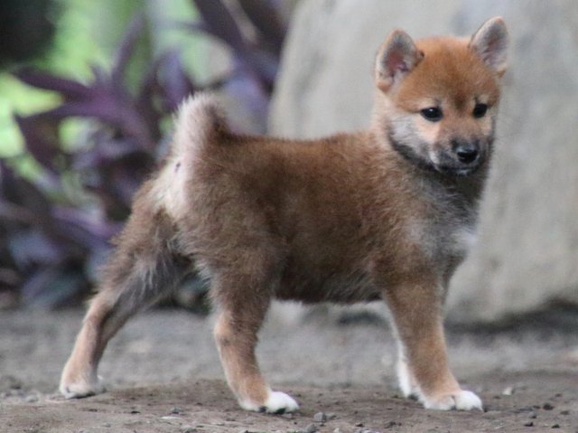 IMG_1920-shiba-puppy IMG_1920-shiba-puppy