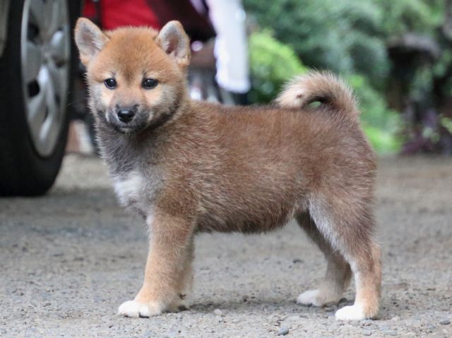 IMG_1929-shiba-puppy IMG_1929-shiba-puppy