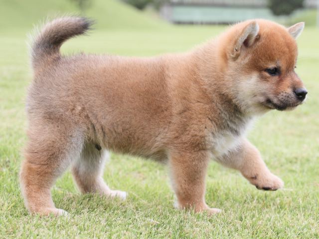 IMG_1956-shiba-puppy IMG_1956-shiba-puppy