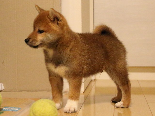 IMG_2015-shiba-puppy