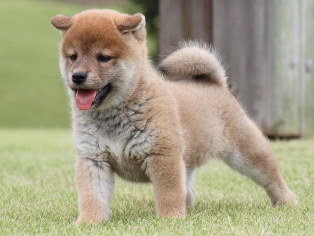 IMG_2033-shiba-puppy IMG_2033-shiba-puppy