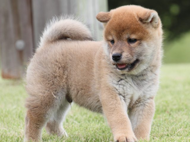 IMG_2041-shiba-puppy IMG_2041-shiba-puppy